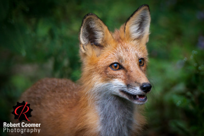 RobertCoomer__CNC_Canon EOS 50D_2014_MG_5468