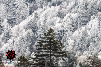 RobertCoomer__Smokies2013_Canon EOS 50D_2013_MG_9167 1